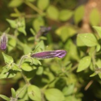 Petunia integrifolia (Hook.) Schinz & Thell.